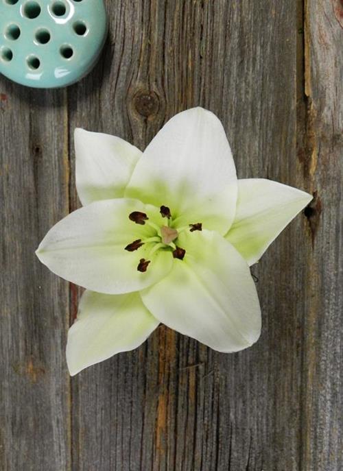 Wholesale White L.A. Hybrid Lilies Delivered Online FlowerFarm